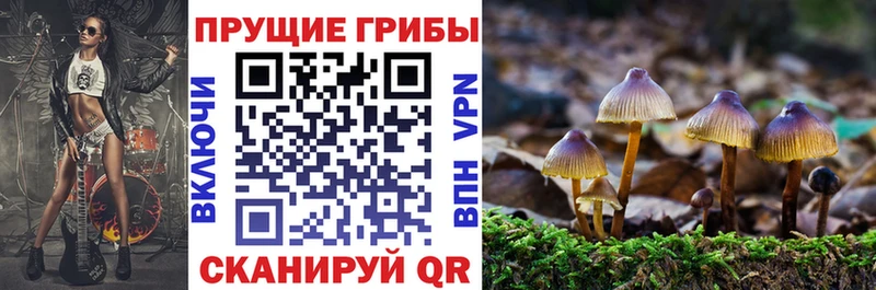 хочу   блэк спрут как войти  Галлюциногенные грибы Cubensis  Спас-Деменск 